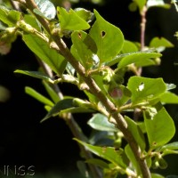 Himalayan Cotoneaster